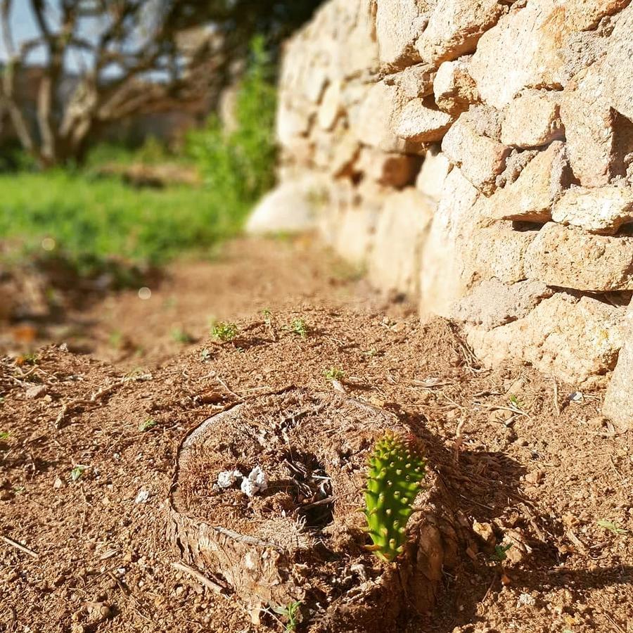 לה מדלנה Villa Sprafundu מראה חיצוני תמונה